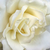 Bianco - Rose Ibridi di Tea - Mythos®